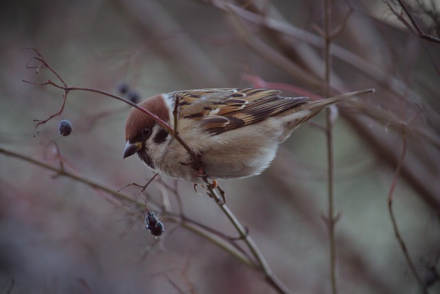 价格锚