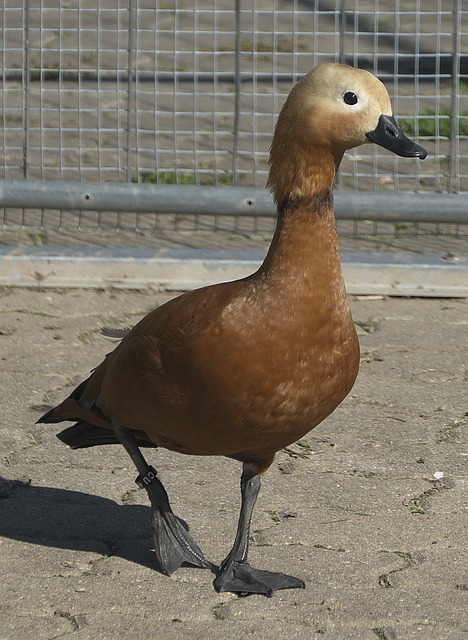 同样